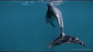 Diving Port Phillip Bay in Victoria, Australia