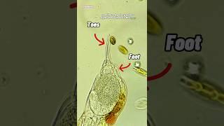 Tiny Rotifer Under Microscope #microscope #microbiology #science