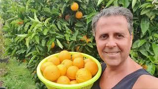 Our Valencia Oranges Are Ready To Pick!