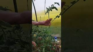 Обрезаю пасынки помидор #мульчирование #огород #помидоры