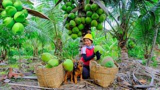 Harvesting Siamese Coconuts Goes To Market Sell - Digging Soil to Plant Vegetables, Feeding Dogs