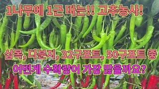 1나무에 1근 따는 고추모종과 고추기르는 2025년 농사비법!!