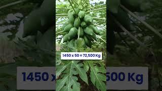 Papaya Farming में होगा 7 लाख का ProfitFull Video जल्दी से देखिए #indianfarmer #shorts