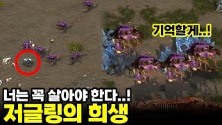 눈물 없이 볼 수 없는 저글링의 살신성인 |  김명운, 정명훈 (스타 명경기, 고화질)