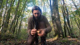 How to forage mushrooms - Pied de Mouton  AKA The Hedgehog mushroom #hedgehog #mushroom #forage