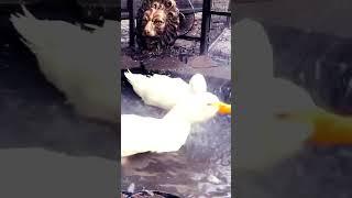 Pekinducks’ bathing - Tassimmo & Kakada 