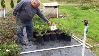 How to Turn 50 Sticks into Thousands of Plants You Can Sell for $5.97 Each