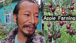 Apple Farm Visit || Bagarchhap, Manang