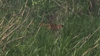 Rare video, Tiger during the hunting @ Chitwan National Park, Nepal.