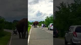 Is He Stupid or Smart? #shortvideo #elephant #elephantattack