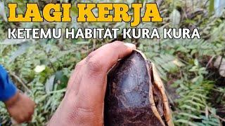 MENEMUKAN HABITAT TEMPAT TINGGAL KURA KURA LANGKA