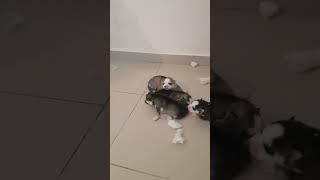 Husky Puppies Look For Their Mom