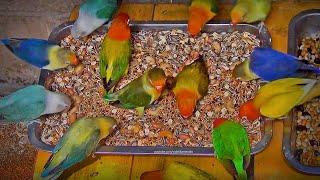 Lovebirds Meal Time: Mixed Seeds, Beans and Nuts - February 2024