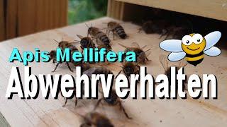 Apis Mellifera - Wehrlos? Abwehrverhalten?