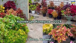 Колеусы в моем саду - новая коллекция, лето  2024 / Garden Coleus