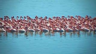 Flamingos on the Move