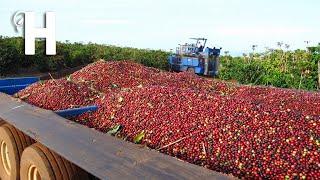 Harvest Billions of Coffee - Modern Coffee Farming, Processing  - Agriculture Technologies