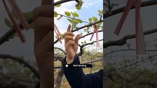 Kiwi Farming #satisfying #shot