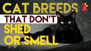 10 Cat Breeds That Don’t Shed or Smell | Wiggle Paw