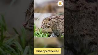 9 Exotic Cat | That Are Legal To Keep as Pet. Urbanpetshouse