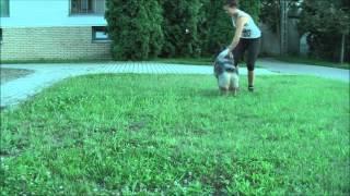 Fekvés gyakorlás labdával (első próbálkozás) - Fast laying down with ball (first trying)