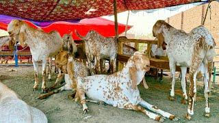 Live Soda Makhi Chena Ablak Bakre Qurbani 2025 Mazhar Biba Official