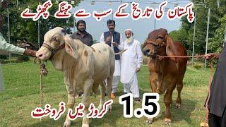 Pakistan Ki History k sb sy Mehngy Bachry ll The Most Expensive Brahman Calves Sold in Pak History