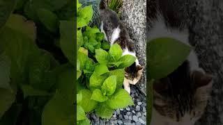 #cats #funny #lifecats #mare #life