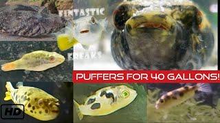 8 Great Puffers for 40 Gallons or Less!