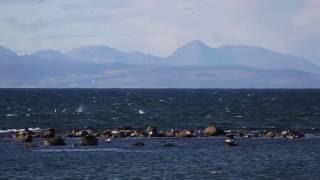 Ailsa Craig + Gannets