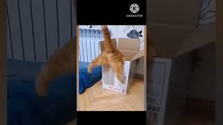 Comedy cat and animal video captured | #shorts #short | FUNNY GENIX