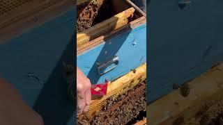 Пересадка пчел в улей #bee #пасека #пчеловодство #пчёлы