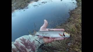 WV Native Trout