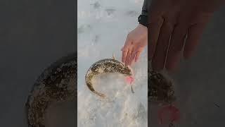 Мощный окунь на джиг | Москва- река |