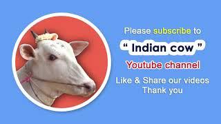 Indian Cow channel trailer | New Version