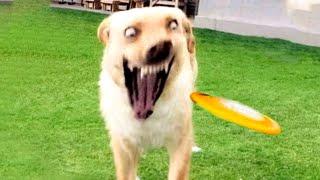 Funny Cats and Dogs Videos  - Hilarious Animal Moments 
