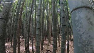 Far from the busy streets of Tokyo, the Bamboo Grove