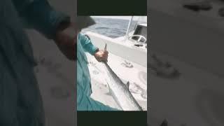 Catch AND release of Kingfish off coast of Georgia. Charter Capt. Mark Noble Saint Simons Island GA