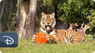 Wildlife Treated to Halloween Pumpkins | Disney's Animal Kingdom