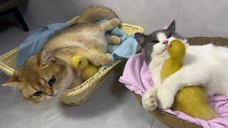 The naughty duckling teases the kind kitten,hugging it tightly to sleep.Cute and interesting animals