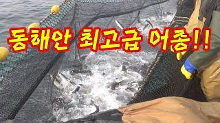 상상도 못할 크기의 그물!! 동해안 최고급 어종들 다있다~!!! / The finest fish at once!!