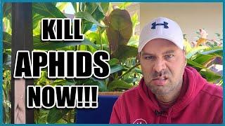 How to Get Rid of APHIDS