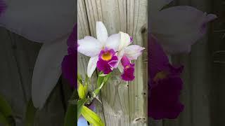L.C Magic Melody starburst x C. Anchos Helen