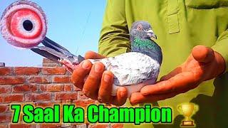 7 Saal Ka Champion Kabooter || Babar Pigeons Club