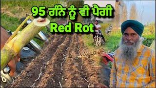 95 ਗੰਨੇ ਨੂੰ ਵੀ ਪੈਗੀ ਬਿਮਾਰੀ  Red Rot / ਕੋਈ ਗੰਨਾ ਨੀ ਰਿਹਾ ਬਿਮਾਰੀ ਤੋ ਬਿਨਾ #punjab #sugarcanefarming