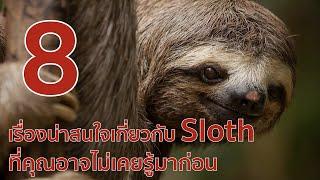 8 เรื่องที่น่าสนใจเกี่ยวกับ Sloth ที่คุณอาจไม่เคยรู้มาก่อน