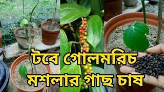 টবে গোলমরিচ মশলার গাছ চাষ পদ্ধতি/How to grow and care Black Pepper plant in pot