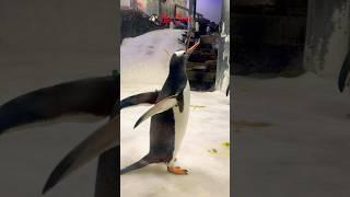 Penguin Parade at SEA LIFE Sydney Aquarium ️ #Shorts #penguins  #shortviral