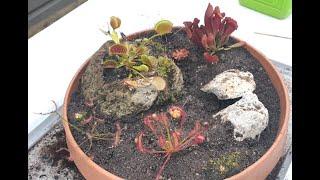 Carnivorous Plant Rock Garden Pt 2