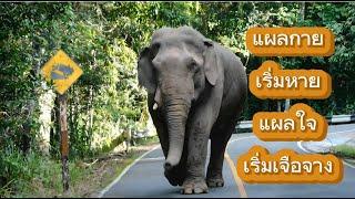 พร้อมลัลล้า พี่เดี่ยวมาแล้ว (แผลเริ่มหาย)